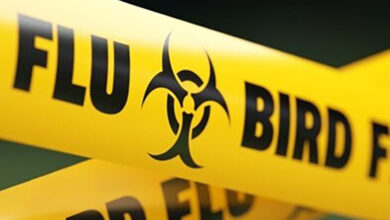 Report author, Professor Lisa Boden, said there is a need for the sector to better communicate risk to an environment that included not only the poultry industry, but the supply chain, rural economy and the natural environment. Photo: CIEL