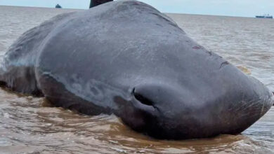 sperm whale