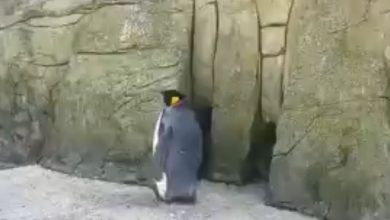 Spike-the-Penguine