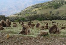 Climate or biodiversity? Global study maps out forestation’s dilemma