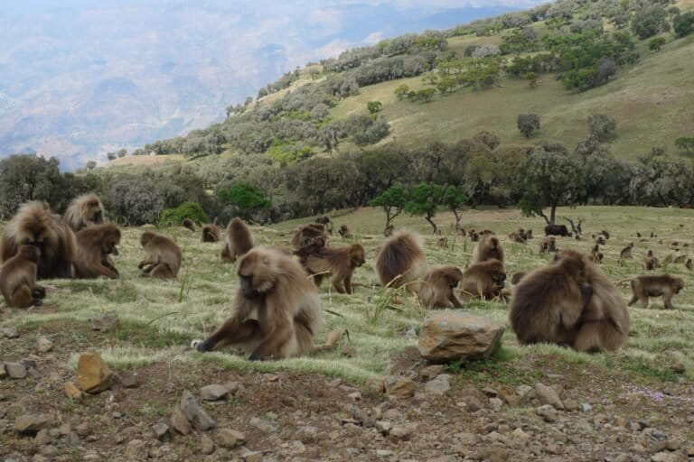 Climate or biodiversity? Global study maps out forestation’s dilemma