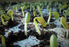 Soybeans Extending Rally on Thursday
