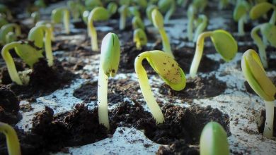 Soybeans Extending Rally on Thursday