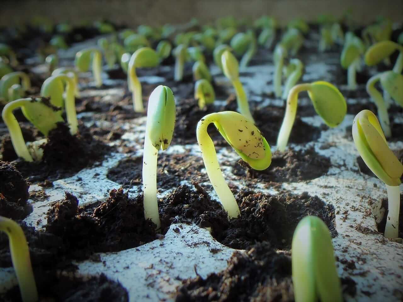 Soybeans Extending Rally on Thursday