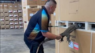 Watch: Large lizard found napping between pallets of bar fridges
