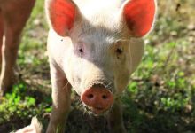 Hogs Extending Lower on Friday