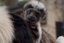 Cotton-top tamarin twins born at Texas zoo