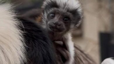 Cotton-top tamarin twins born at Texas zoo
