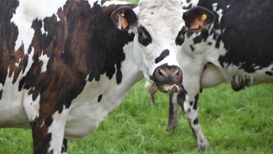 Cattle Pull Off Lows on Friday, Still Close with Weakness