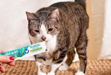 My Picky Cats Are Obsessed With These Squeezable Treats — A Vet Explains The Hype
