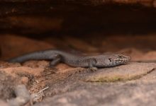 Indigenous knowledge helps identify new, highly threatened skink in Australia