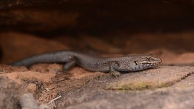 Indigenous knowledge helps identify new, highly threatened skink in Australia