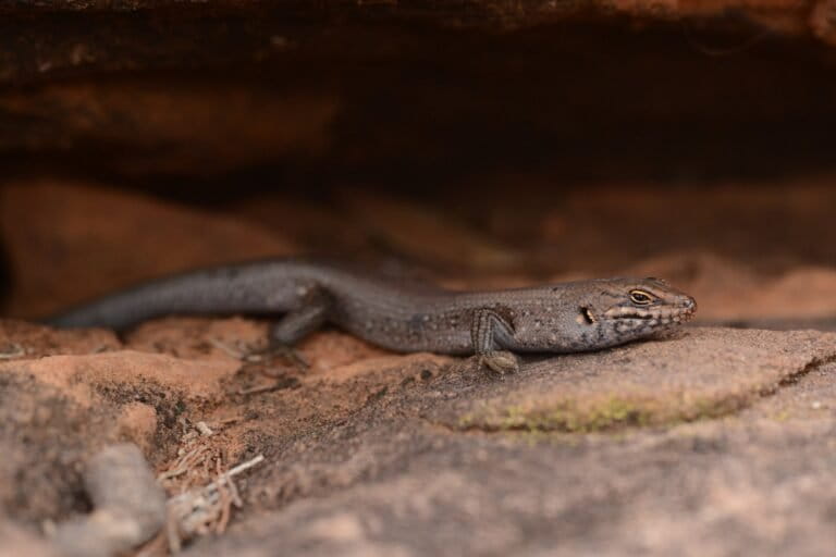 Indigenous knowledge helps identify new, highly threatened skink in Australia
