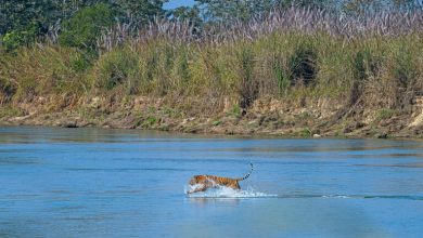 Nepal plans park for ‘problem’ tigers as attacks raise concerns