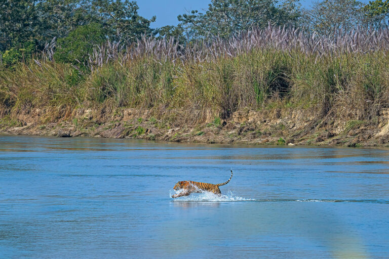 Nepal plans park for ‘problem’ tigers as attacks raise concerns