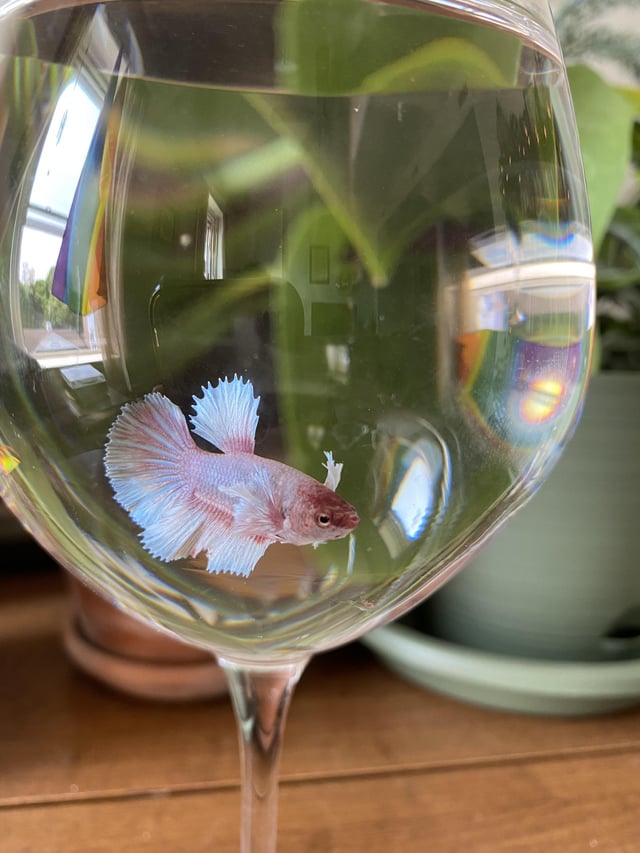 The wedding reception centerpieces featured betta fish. The bride and groom planned to flush them alive.