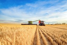 Wheat Falls into the Weekend