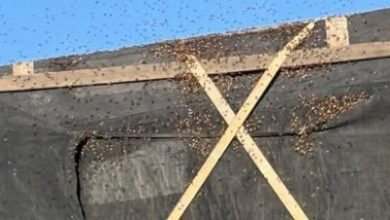 Watch: Firefighters rescue 25 million bees in broken-down semi