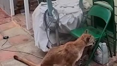 Watch: Mysterious roof poops lead California man to mountain lion encounter