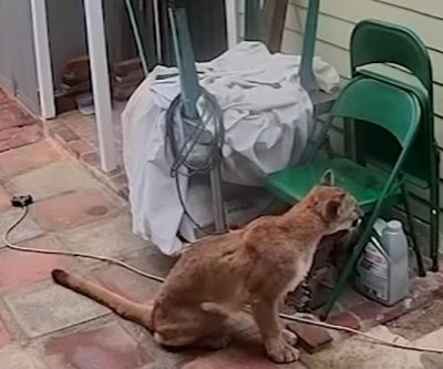 Watch: Mysterious roof poops lead California man to mountain lion encounter