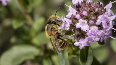Heatwaves are destroying the sex lives of bees – new research