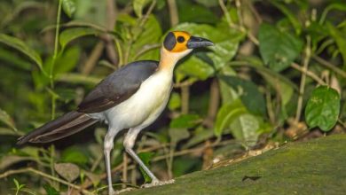 A ‘symphony’ of wildlife suggests carbon financing is working in Sierra Leone