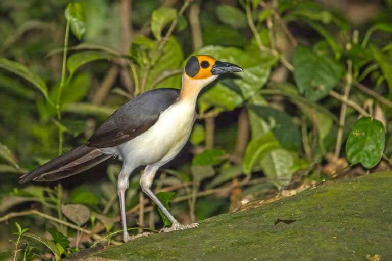 A ‘symphony’ of wildlife suggests carbon financing is working in Sierra Leone