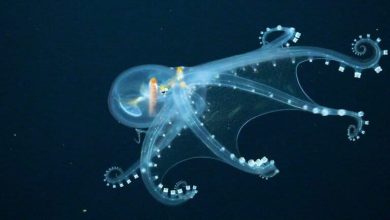 As economic case for deep-sea mining weakens, industry should halt urgency to begin operation (commentary)