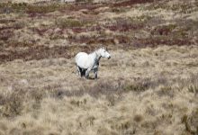 Feral horse numbers in Australia’s alps are on the rise again. It’s time to act