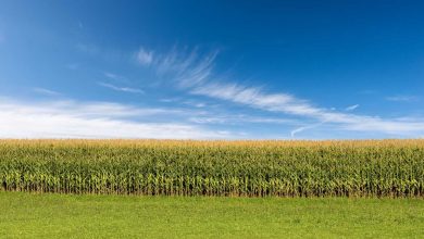 Corn Post Correction to Closeout April