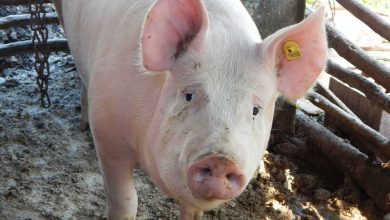 Hogs Face Pressure on Thursday