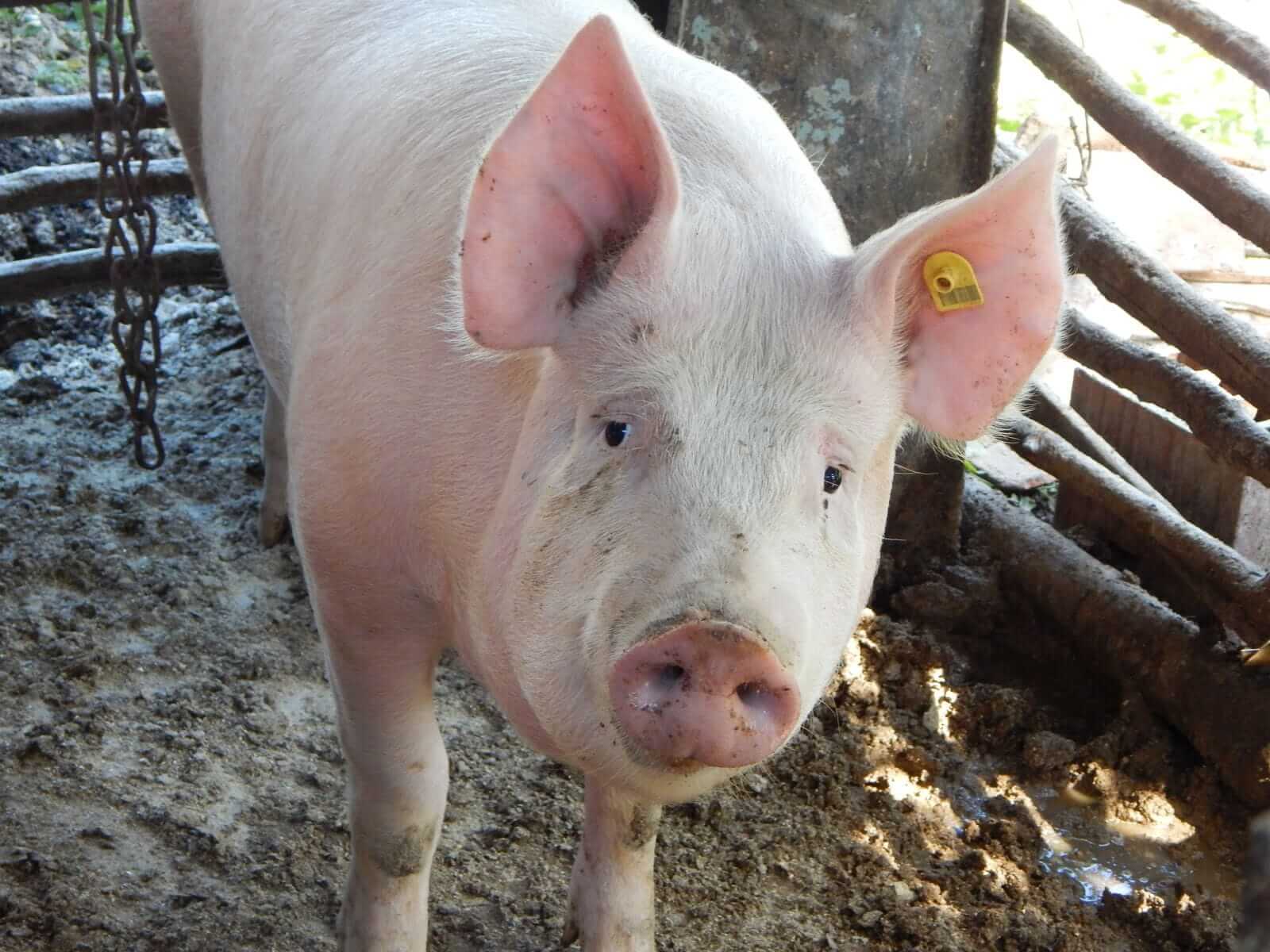 Hogs Face Pressure on Thursday