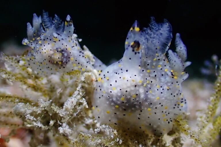 Tiny ‘sesame’ sea slug discovered in Taiwan is first of its genus named in 30 years