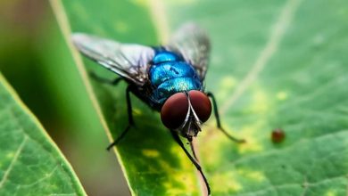 Flesh-eating screwworm fly is reemerging in Texas after decades, threatening livestock