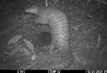 In Bangladesh, scientists learn what happens after rescued pangolins return to the wild