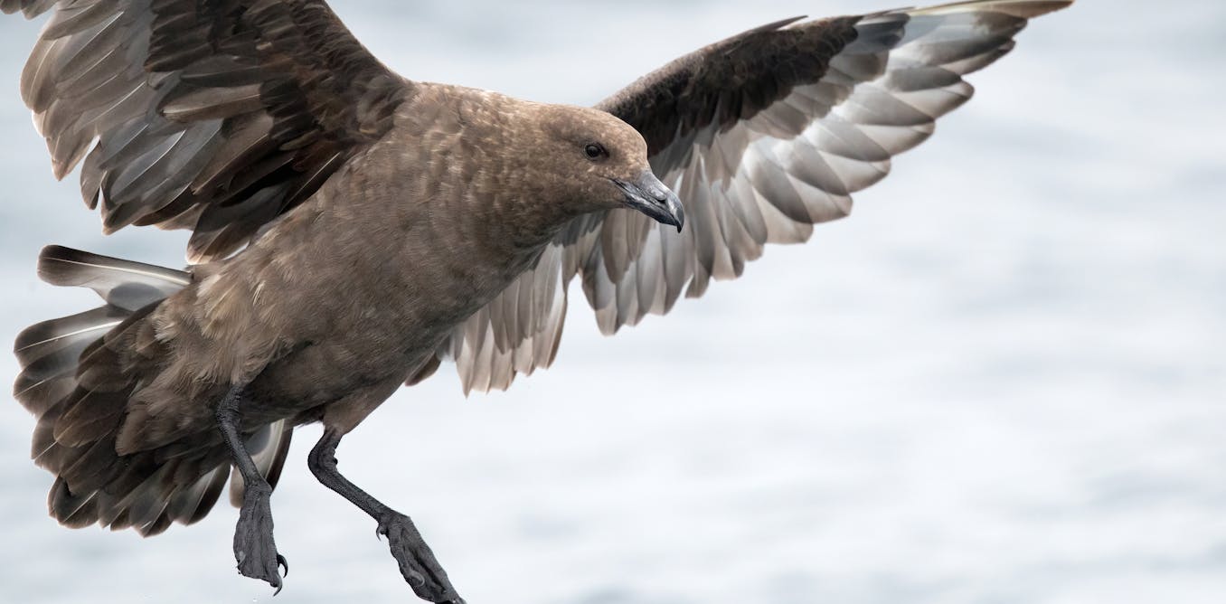The first case of H5N1 bird flu in Australia has been confirmed. What does this mean?