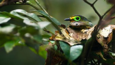 ‘Rare animals, photography and Instagram’ could help an Ivorian rainforest