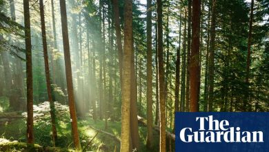 Trees may store less planet-heating carbon than hoped, study suggests