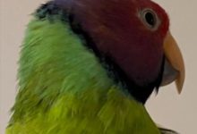 Parakeet named Spoodles named world’s oldest at 32