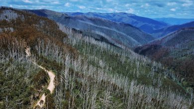 Can we keep Australia’s endangered alpine ash on the map? New modelling shows where to focus our efforts