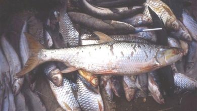 Recent discoveries of ‘lost’ Mekong giant salmon carp renews hope for the fish