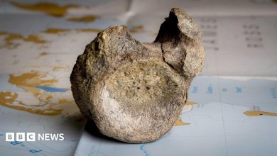 First dinosaur bone from Antarctica found in a drawer