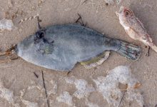 The tiny microalgae behind South Australia’s harmful algal bloom is among the most toxic ever tested
