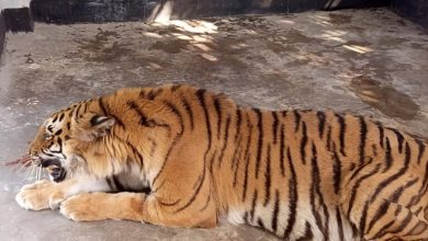 Bangladesh gets ready for its first release of tiger rescued from poachers’ trap