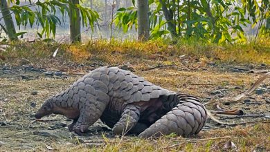 Pangolin habitat at risk in Pakistan