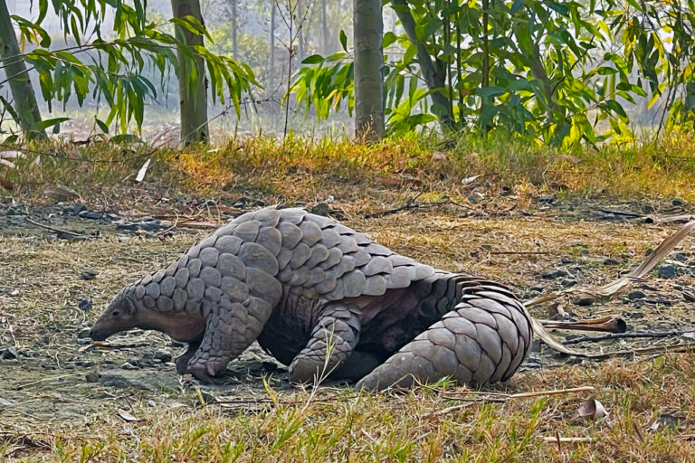 Pangolin habitat at risk in Pakistan