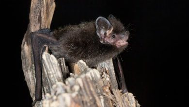6-year-old girl bitten by rabid bat while playing outside her Wisconsin home, family says