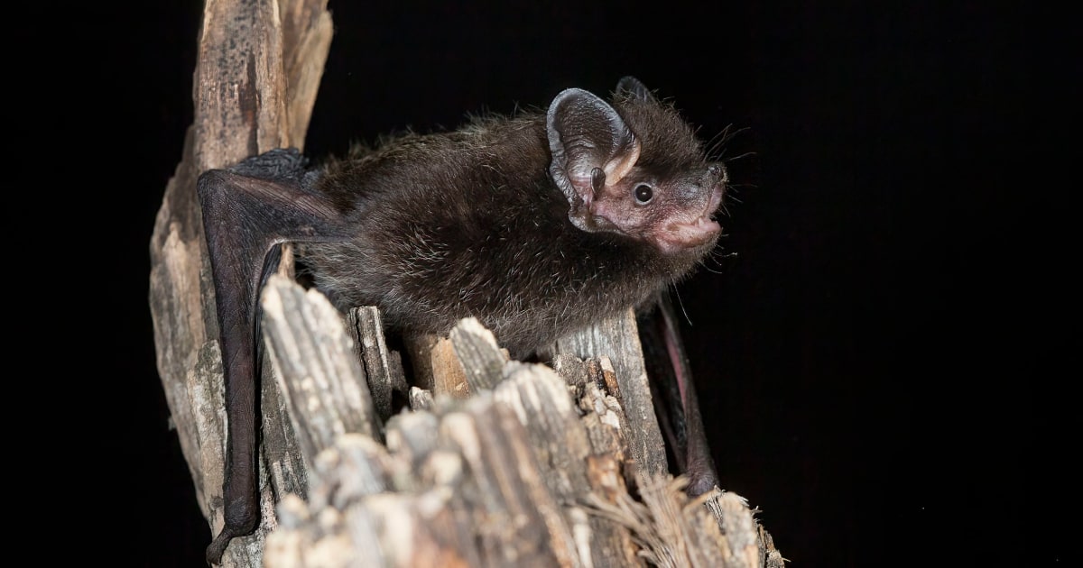 6-year-old girl bitten by rabid bat while playing outside her Wisconsin home, family says