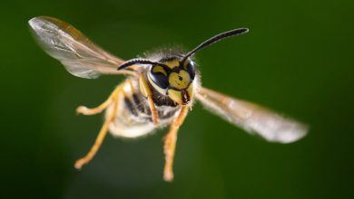 Where have all the wasps gone this summer?