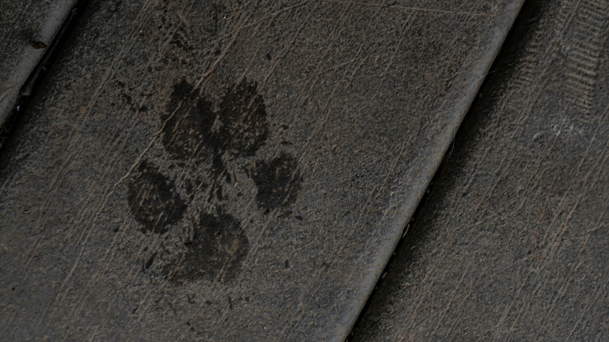 Anthropic Will Watermark All Text Generated by Its AI Models
